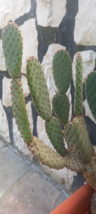 Conjunto de catos/ Catos/ plantas