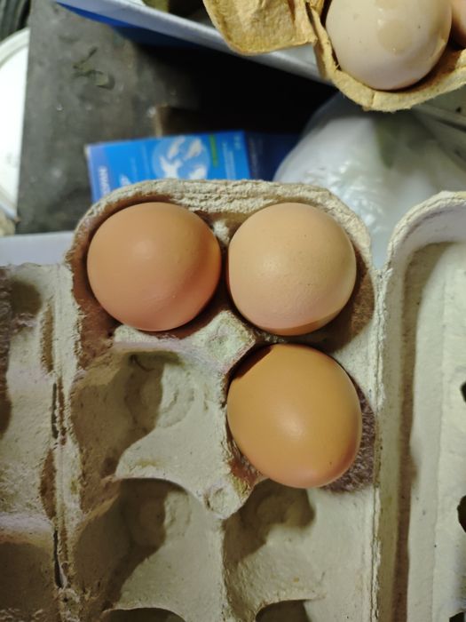 Vendo casal de  canários vermelhos e um mandarim macho também vendo ovos de galinha caseira e  de galinha Angola para chocar