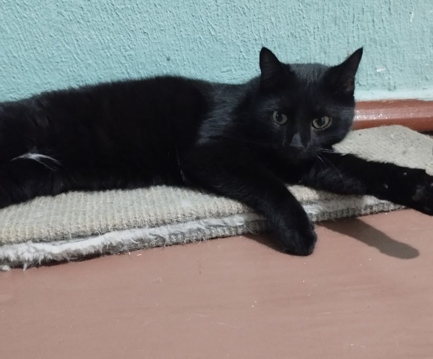 Отдам даром в добрые руки черного котика