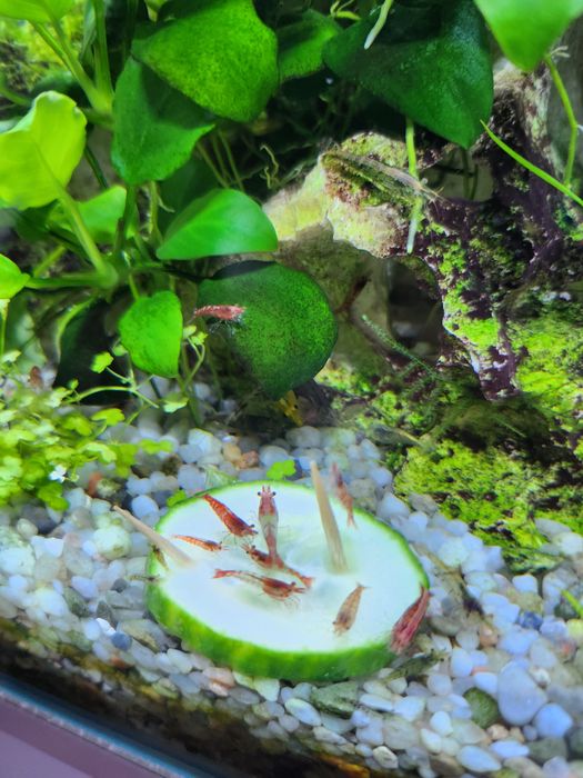 Krewetki krewetka akwarium różne kolory zdrowe tanio