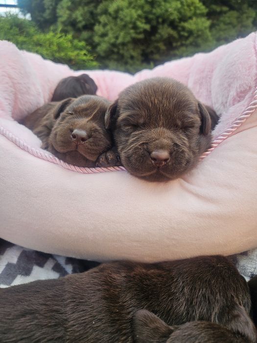Labrador Retriver