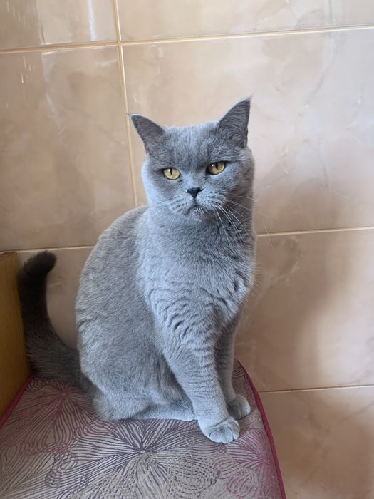 Шотландська прямовуха