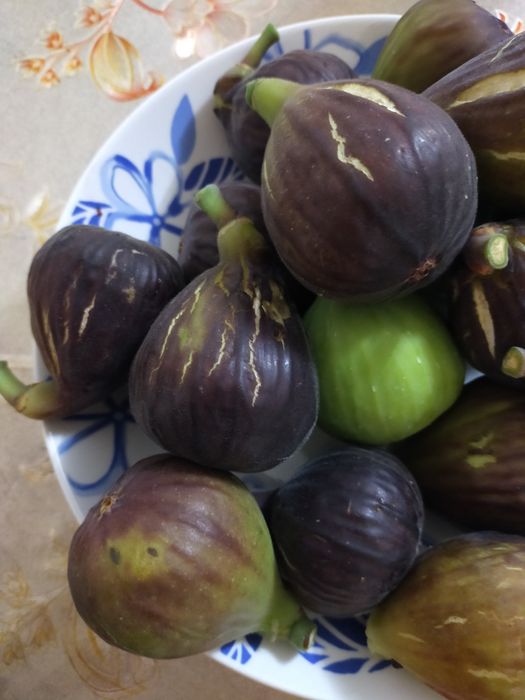 Figueira Pingo Mel e de Rei