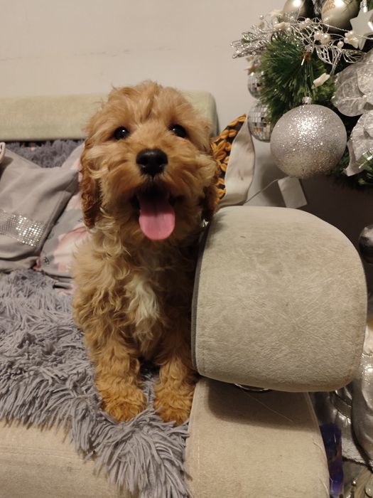 Szczeniak cockapoo