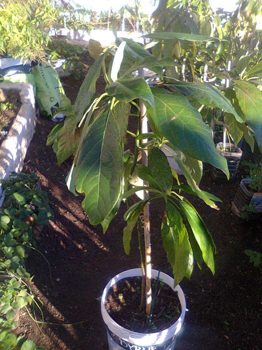 Abacateiros - árvores