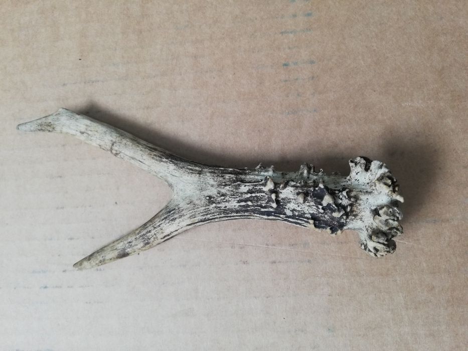 Róg czegoś! Zapraszam!