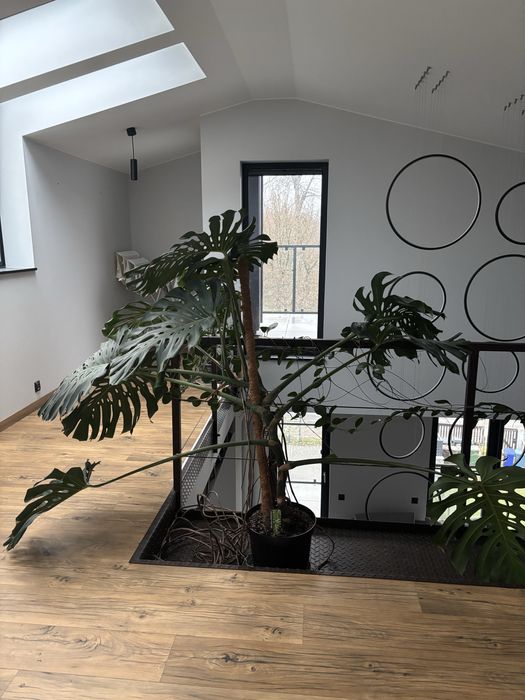 Monsterę deliciosa o wysokości ok. 170 cm