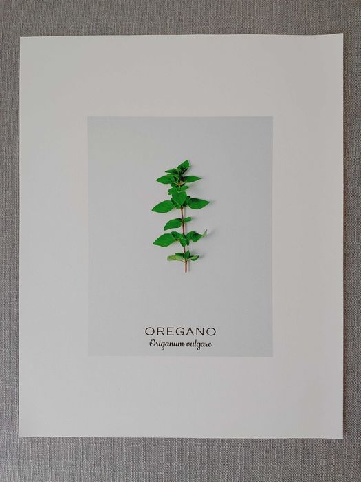 Conjunto telas “Ervas aromáticas“