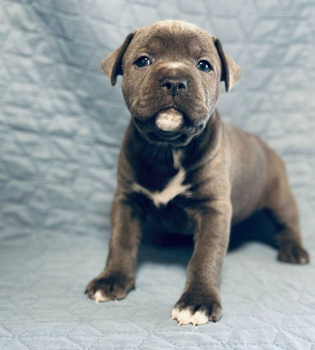 Цуценя АСТ АМСТАФФ Щенок АМСТАФФ АСТ стаффордширский терьер