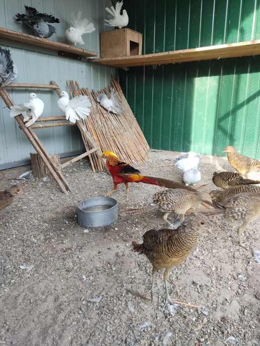 Продам Золотой фазан красный