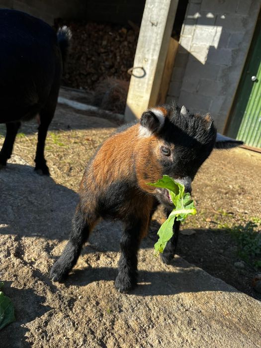 Casal de cabras anas