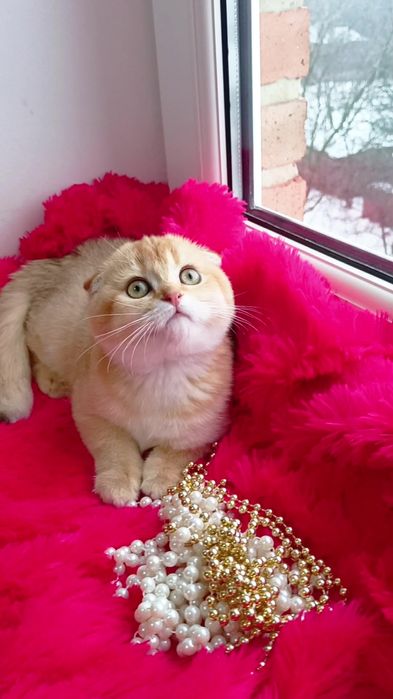 Очень ласковая девочка золотая шиншилла