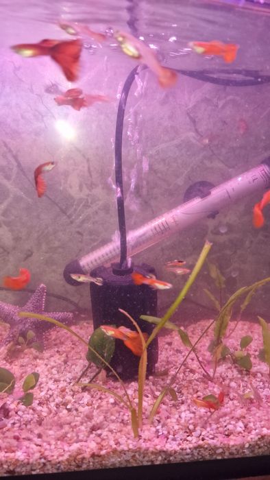 Мирні рибки гуппі