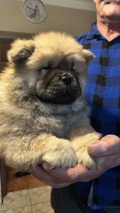 Chow chow piesek, szczeniak, podkarpacie