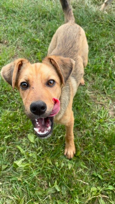 Wesoly Romek do adopcji