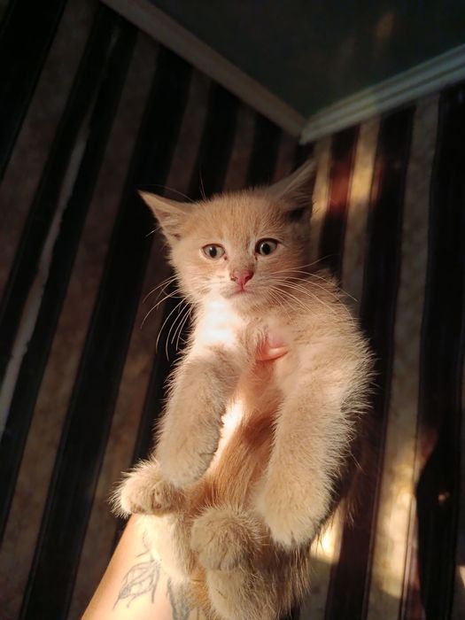 Кошенята, котенятка в хороші руки