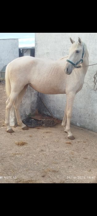 Poldra palomina  com 4 anos