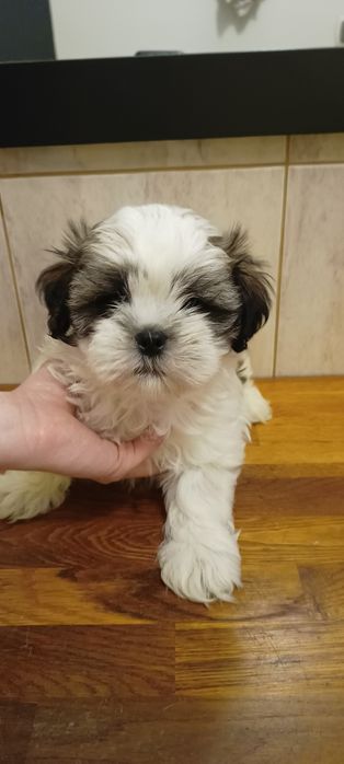 Mal-shi, komplet szczepień, maltańczyk, shih tzu