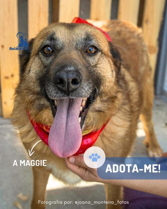 Maggie - cadela porte medio grande para adoção