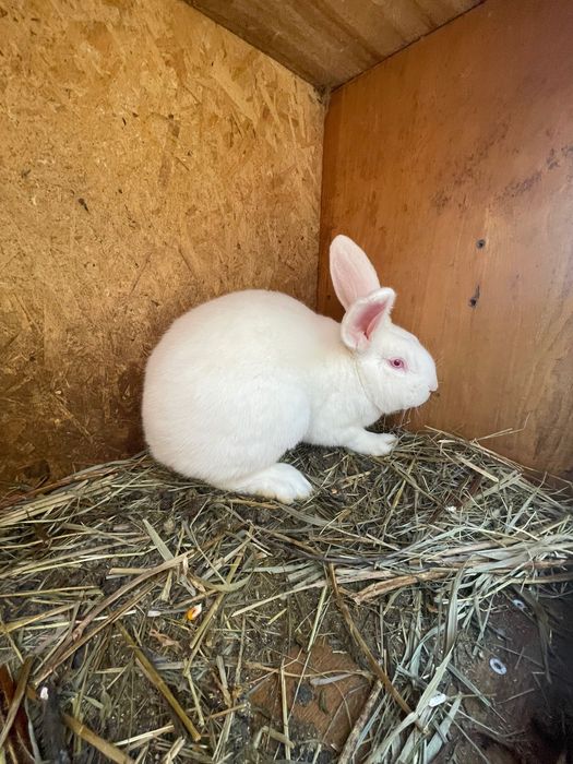 Кролі великі і малі