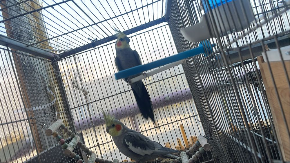 Caturra Macho para venda ou troca.