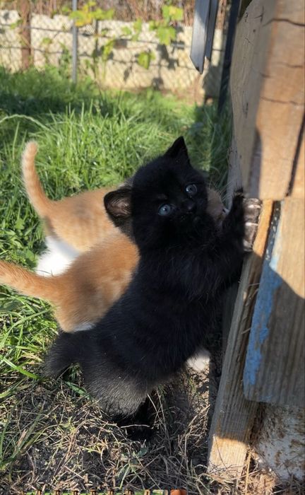 Кошенята шукають дім