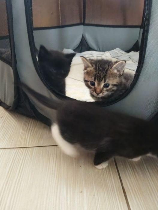 Oddam kotki w dobre ręce