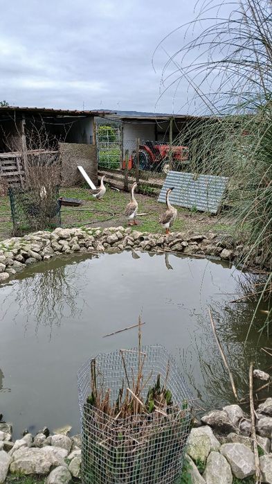 Casal Gansos da Guiné
