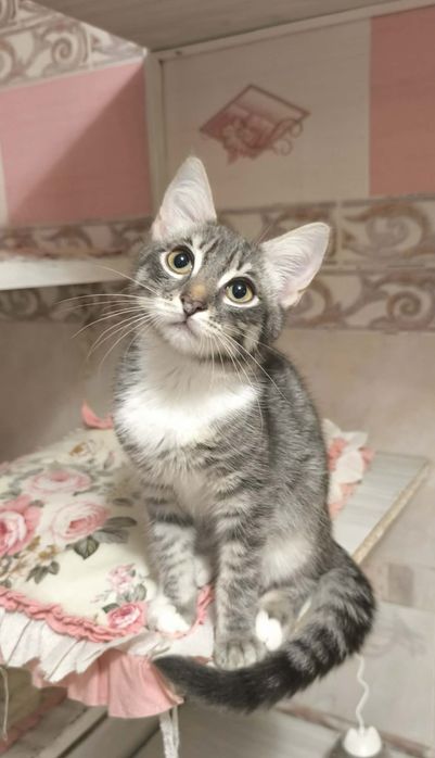 Котята из приюта ,ищем семью!