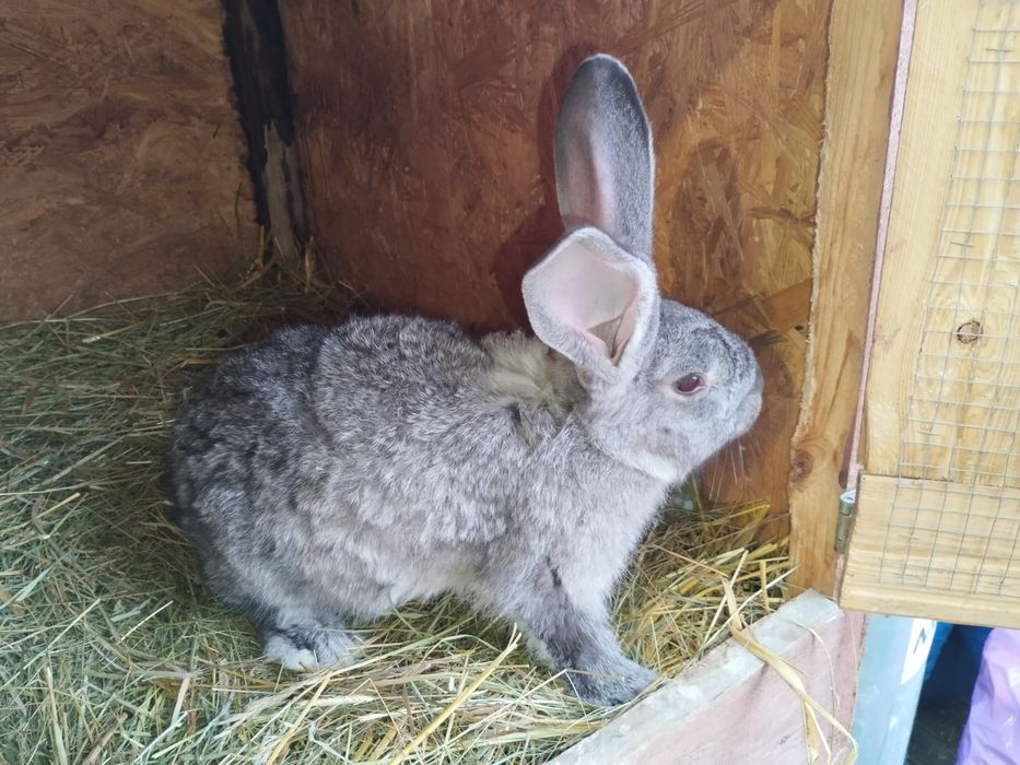 Króliki młode, mieszańce duzych ras