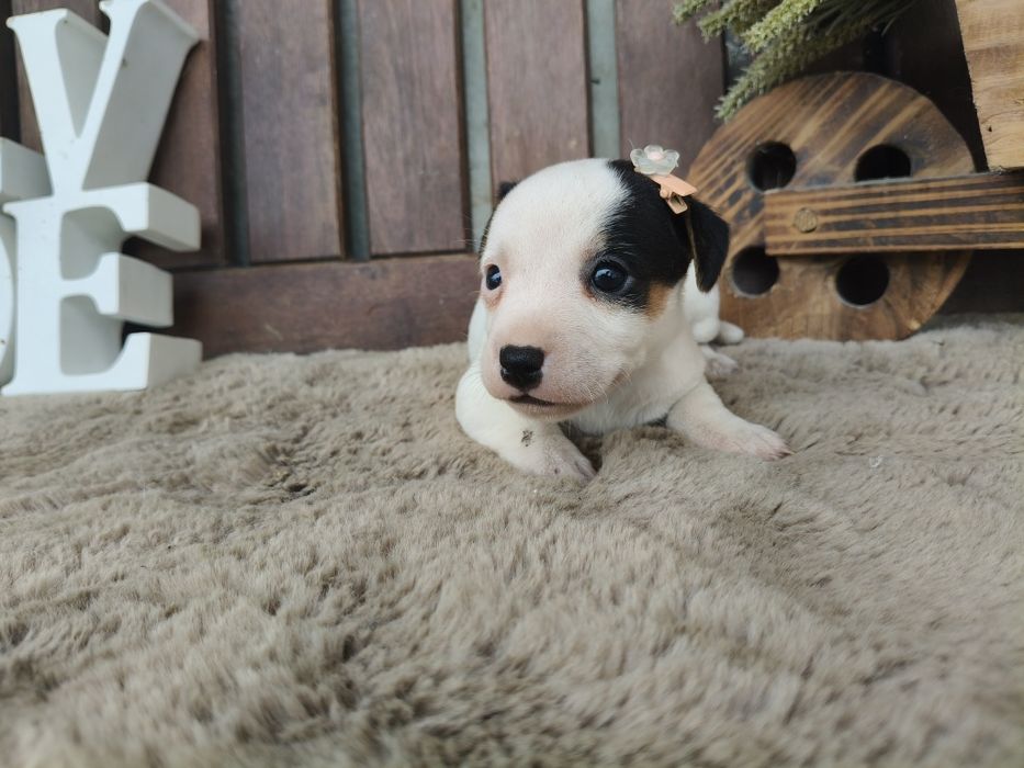 Jack Russel Terrier fêmea