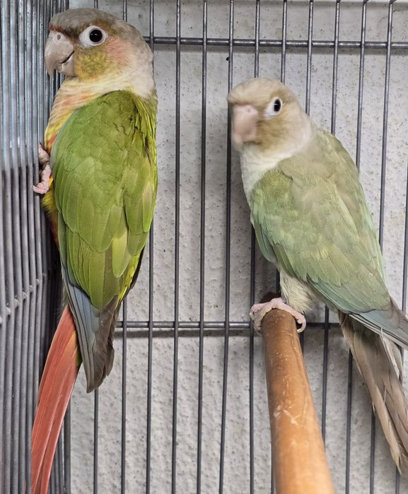 Pyrrhuras lindíssimas