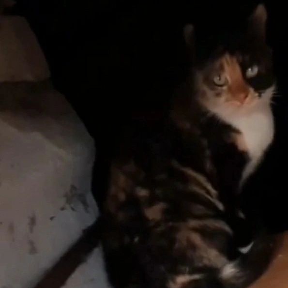 Отдам кошку трехцветку,стерилизована, 1,5 года