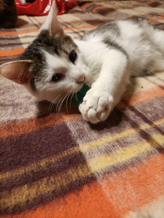 Puszysław do adopcji