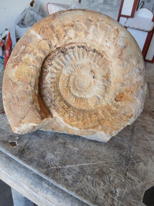 Fossil amonite...