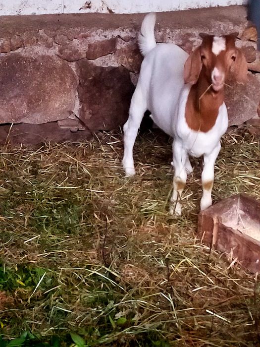 Macho Boer com quatro meses