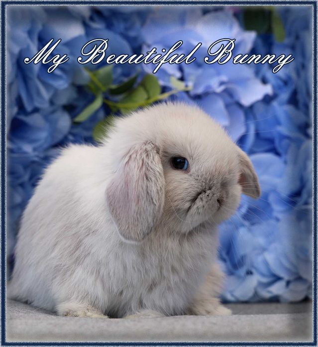 Młody Piękny Króliczek 100% mini Lop - Perła