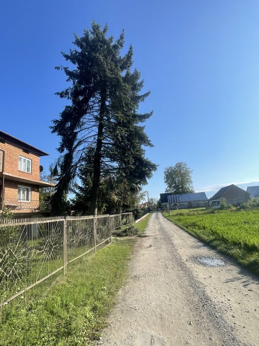 Wycinka drzew trudnych | Alpinistyczna | Szybkie terminy | Wycena gratis
