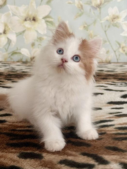 Синьоокий  шотландський красень