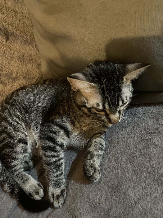 Gatos para adoção urgente!