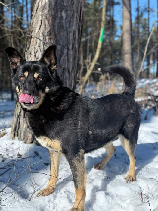 Adopcja największy Pieszczoch poznaj Indygo