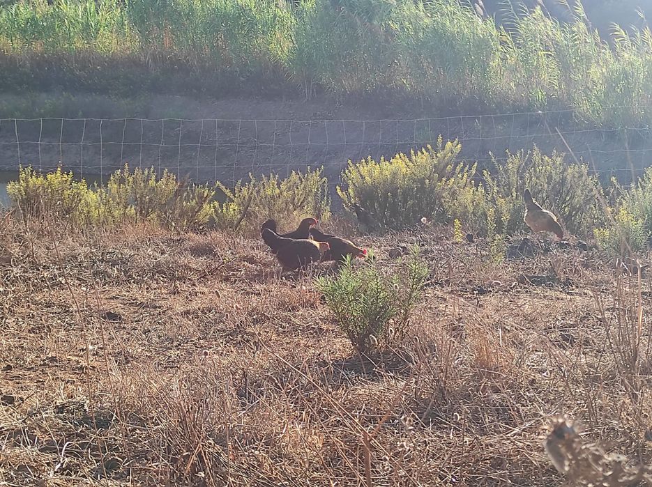 Galinhas poderias jovens para vender