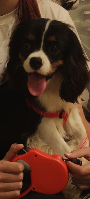 Cavalier king charles spaniel