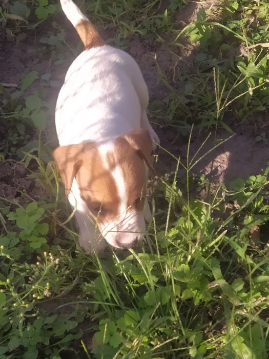 Джек Рассел тер'єр