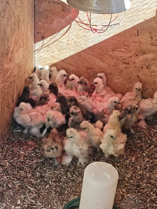 Silka  Kurczaki jedwabiste, Silki USA