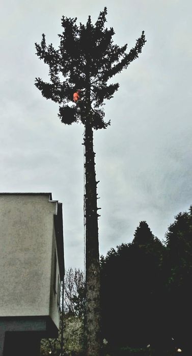 Wycinka drzew, koszenie trawy