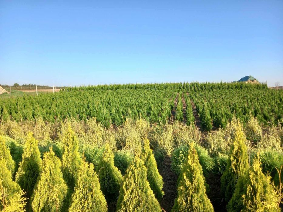 Tuja Szmaragd, Tuje Braband.