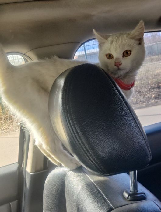 Отдам белого котенка, мальчик, 4 месяца