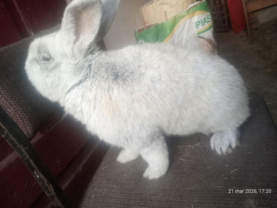 Samiec WJS srebrzysty