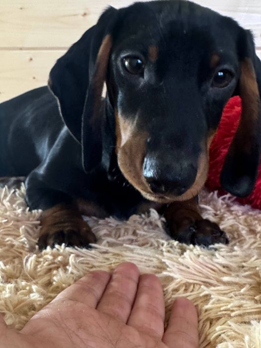 Гладка такса / гдалкошерстна такса з документами/ гладкошерстная такса